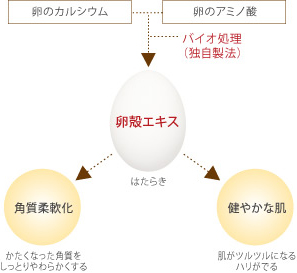 卵殻エキスのはたらき